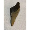 Megalodon Partial Tooth, South Carolina, 4.85 inch Prehistoric Online