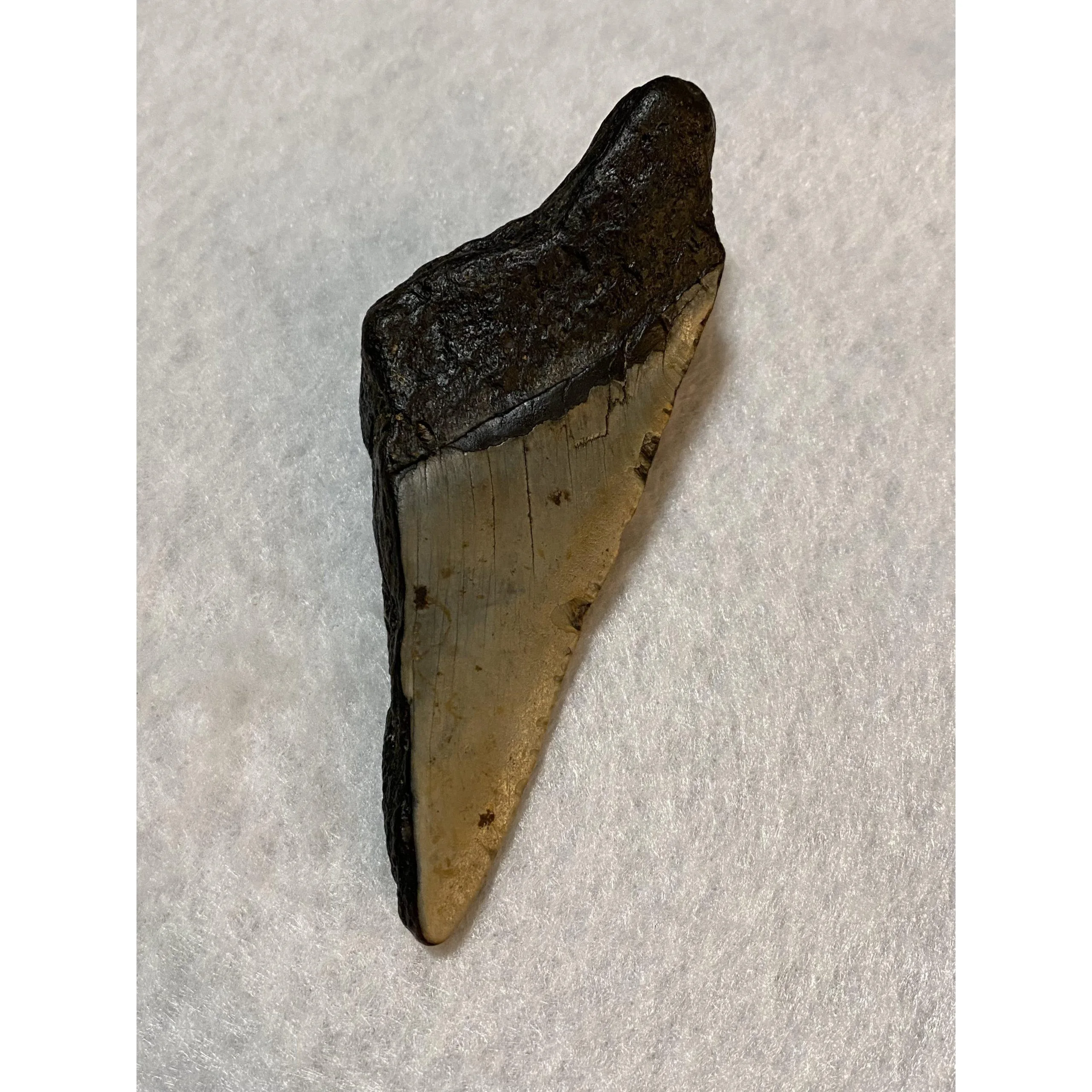 Megalodon Partial Tooth, South Carolina, 4.85 inch Prehistoric Online