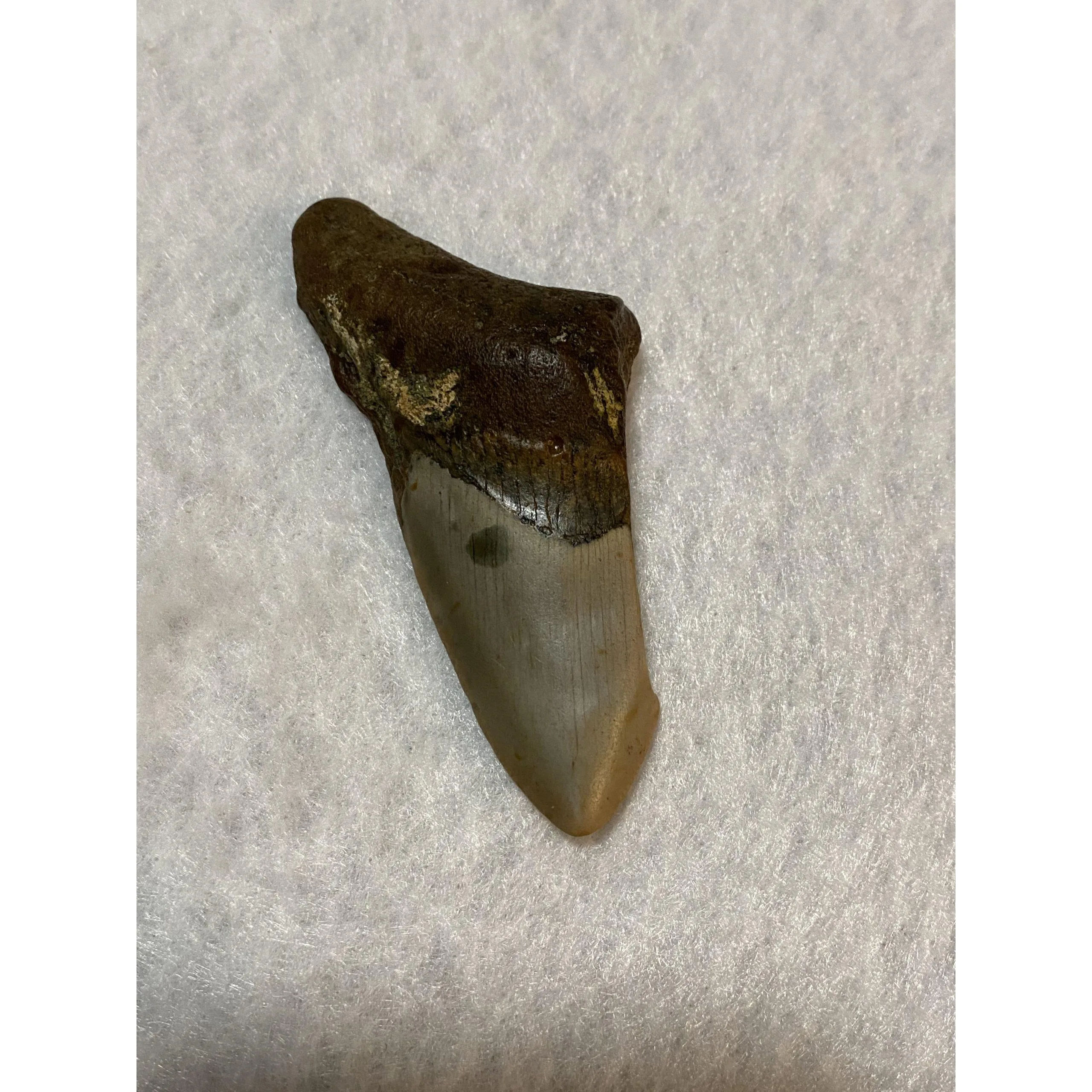 Megalodon Partial Tooth  South Carolina 3.45 inch Prehistoric Online