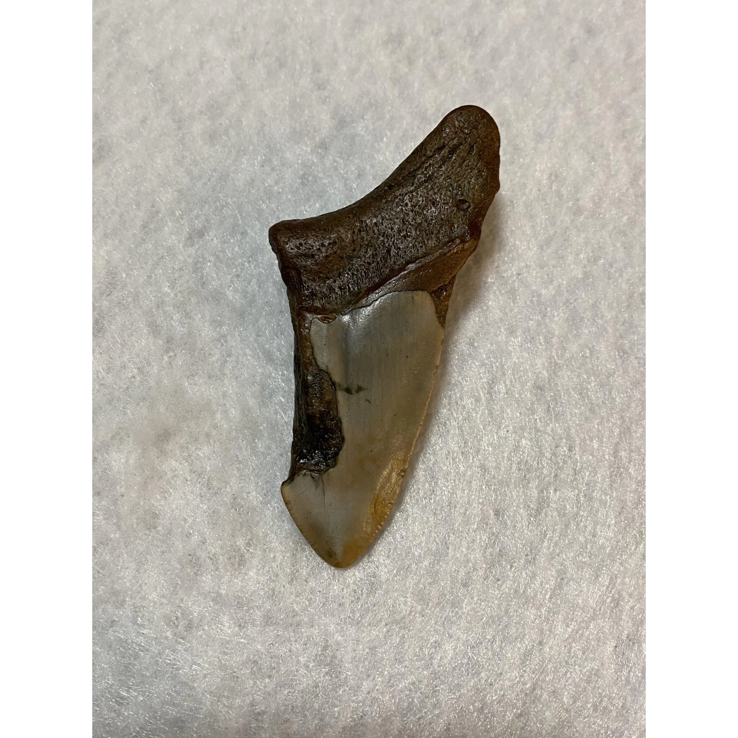 Megalodon Partial Tooth  South Carolina 3.45 inch Prehistoric Online
