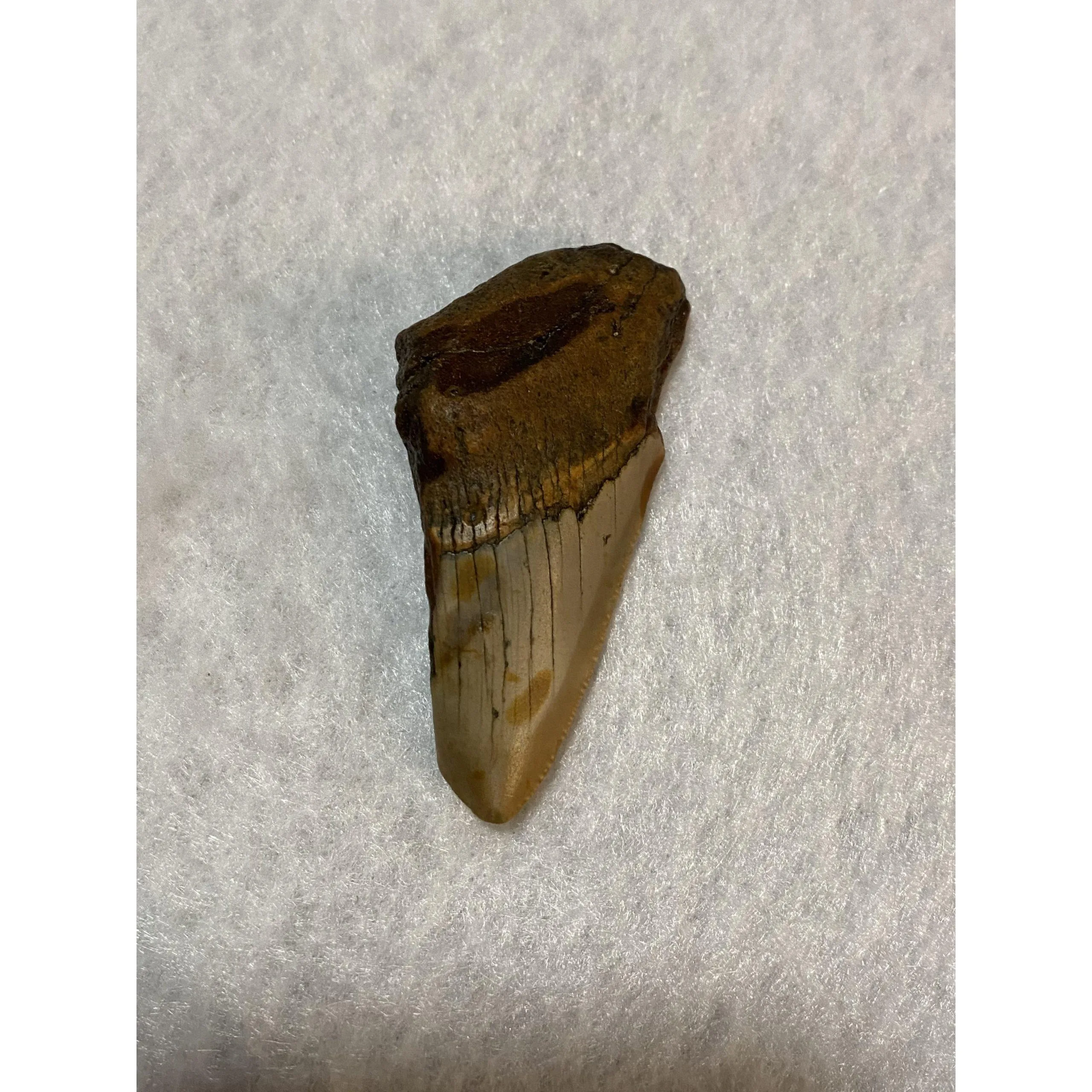 Megalodon Partial Tooth  South Carolina 2.80 inch Prehistoric Online