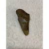 Megalodon Partial Tooth, South Carolina, 2.80 inch Prehistoric Online