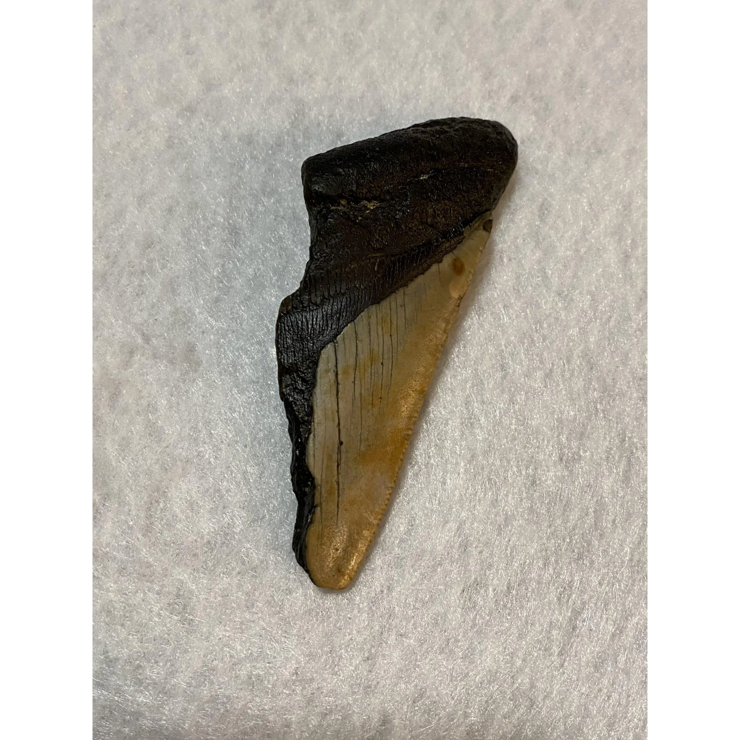 Megalodon Partial Tooth, South Carolina, 3.80 inch Prehistoric Online
