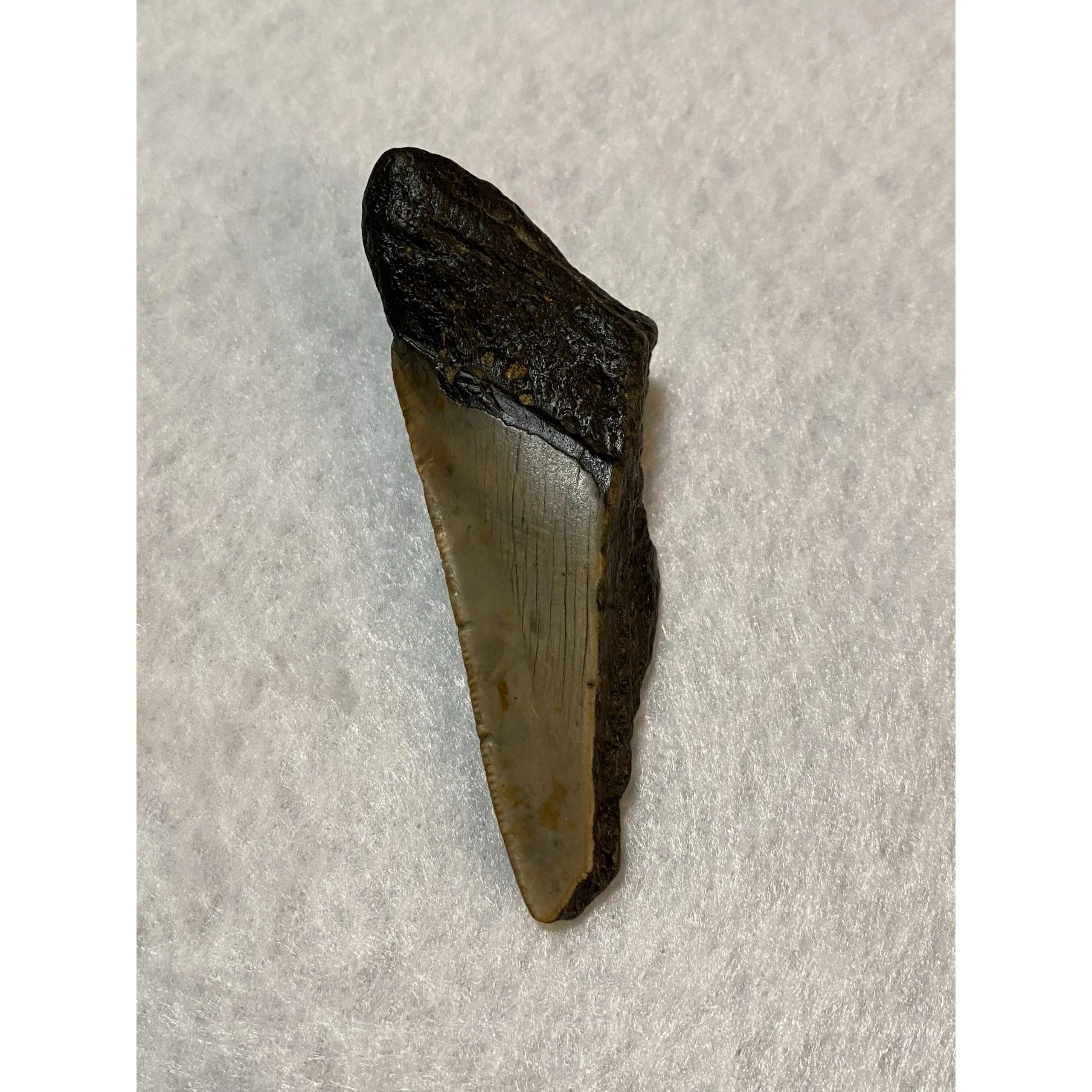 Megalodon Partial Tooth, South Carolina, 3.80 inch Prehistoric Online