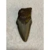 Megalodon Partial Tooth, South Carolina, 3.85 inch Prehistoric Online