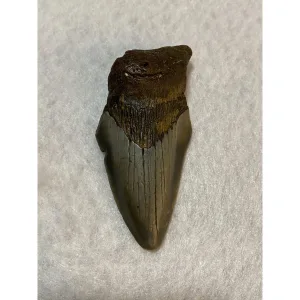 Megalodon Partial Tooth  South Carolina 3.85 inch Prehistoric Online