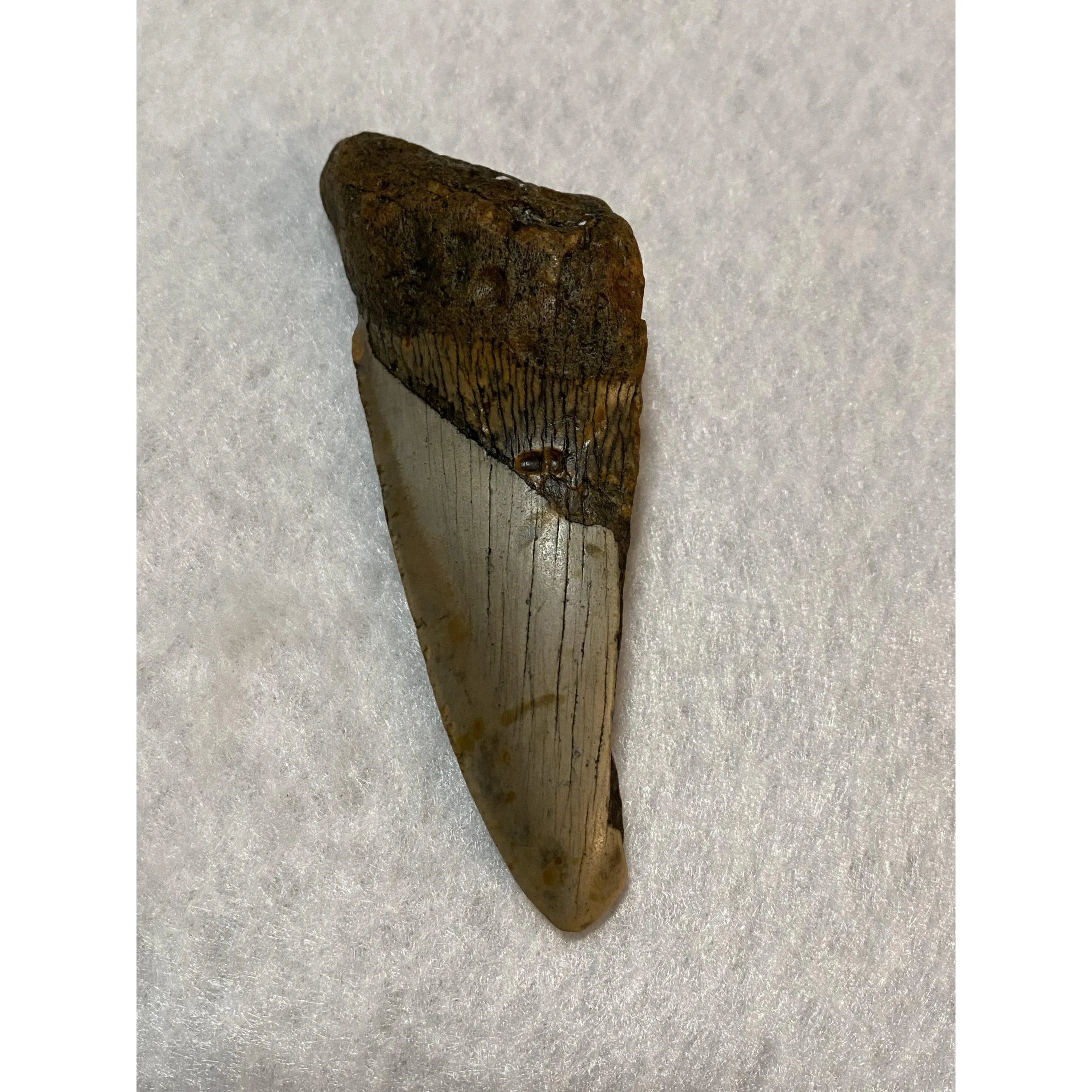 Megalodon Partial Tooth, South Carolina, 4.50 inch Prehistoric Online