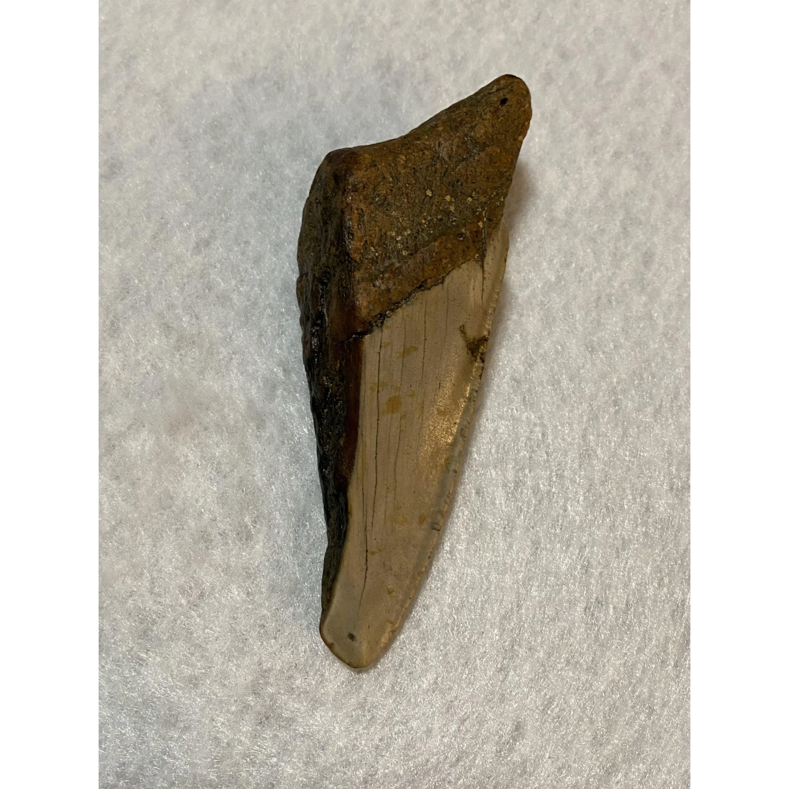 Megalodon Partial Tooth, South Carolina, 4.50 inch Prehistoric Online