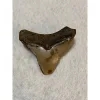 Megalodon Tooth, South Carolina 3.20 inch Prehistoric Online