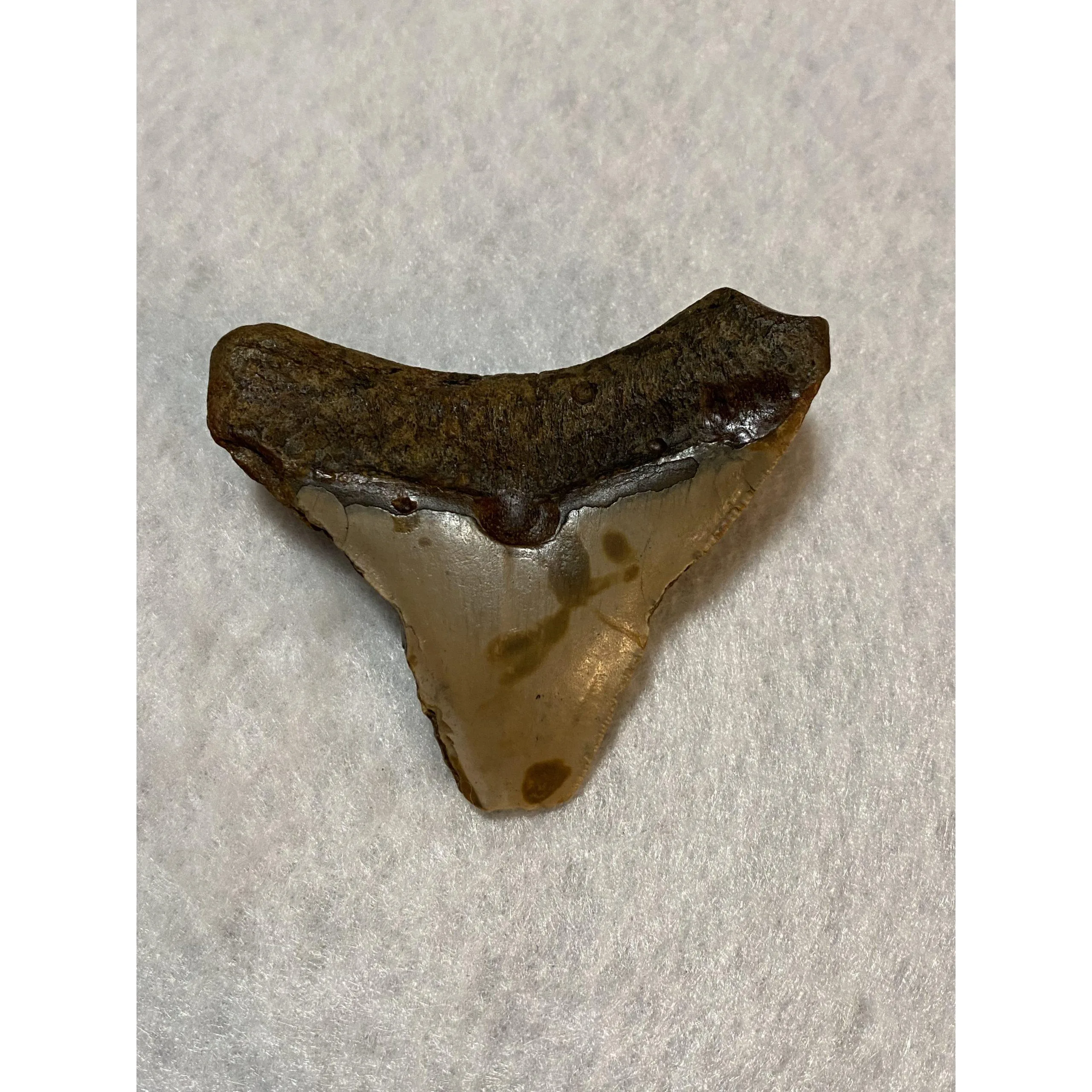 Megalodon fossil tooth, S. Carolina, 3.20 inch Prehistoric Online