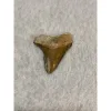 Megalodon Tooth  Bone Valley, Florida 1.52 inch Prehistoric Online
