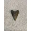 Megalodon Tooth  Bone Valley, Florida 1.62 inch Prehistoric Online