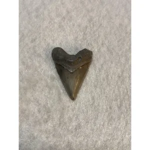 Megalodon Tooth  Bone Valley, Florida 1.62 inch Prehistoric Online