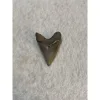 Megalodon Tooth, Bone Valley, Florida, 1.62 inch Prehistoric Online