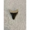 Megalodon Tooth, Bone Valley, Florida, 1.52 inch Prehistoric Online