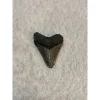 Megalodon Tooth, Bone Valley, Florida, 1.53 inch Prehistoric Online