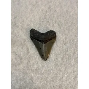 Megalodon Tooth  Bone Valley, Florida 1.53 inch Prehistoric Online