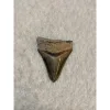 Megalodon Tooth, Bone Valley, Florida, 2.63 inch Prehistoric Online