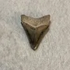 Megalodon Tooth  Bone Valley, Florida 2.63 inch Prehistoric Online