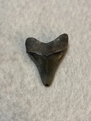 Megalodon Tooth  Bone Valley, Florida 2.00 inch Prehistoric Online