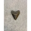 Megalodon Tooth, Bone Valley, Florida, 1.50 inch Prehistoric Online