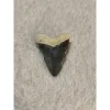 Megalodon Tooth, Bone Valley, Florida,1.75 inch Prehistoric Online