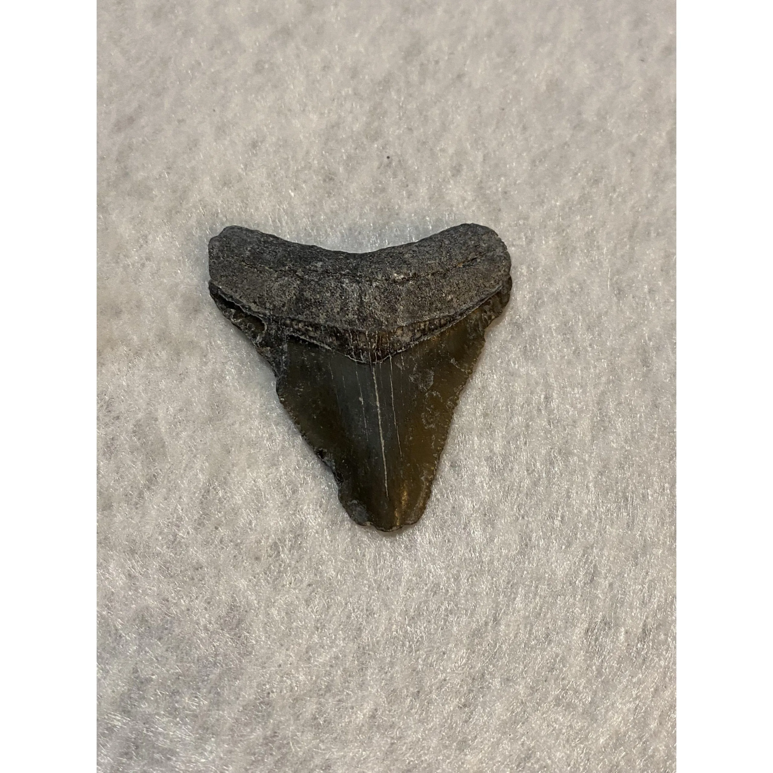 Megalodon Tooth  Bone Valley, Florida 2.15 inch Prehistoric Online