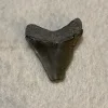 Megalodon Tooth  Bone Valley, Florida 2.15 inch Prehistoric Online