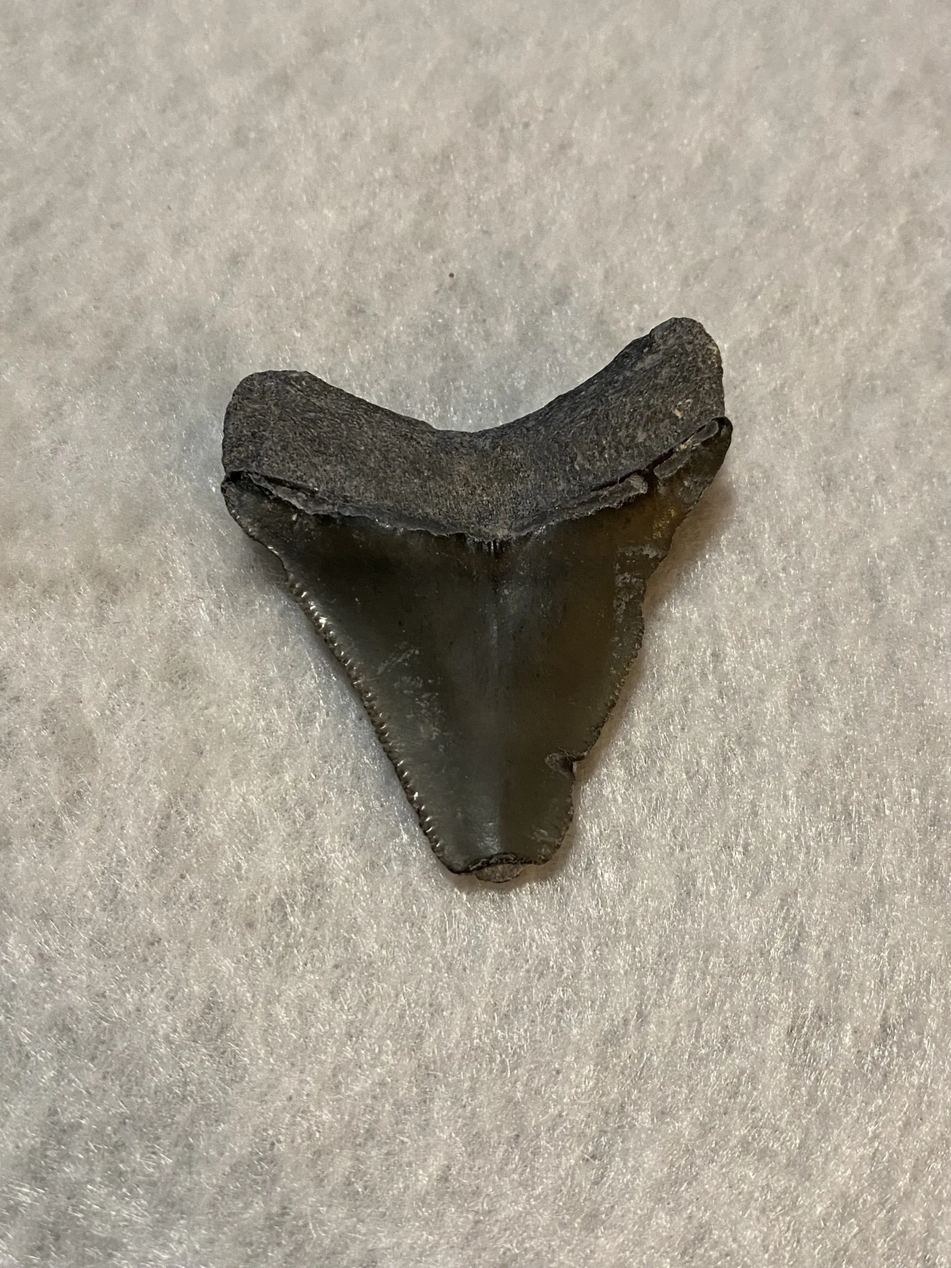 Megalodon Tooth, Bone Valley, Florida, 2.15 inch Prehistoric Online
