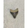 Megalodon Tooth, Bone Valley, Florida, 1.50 inch Prehistoric Online