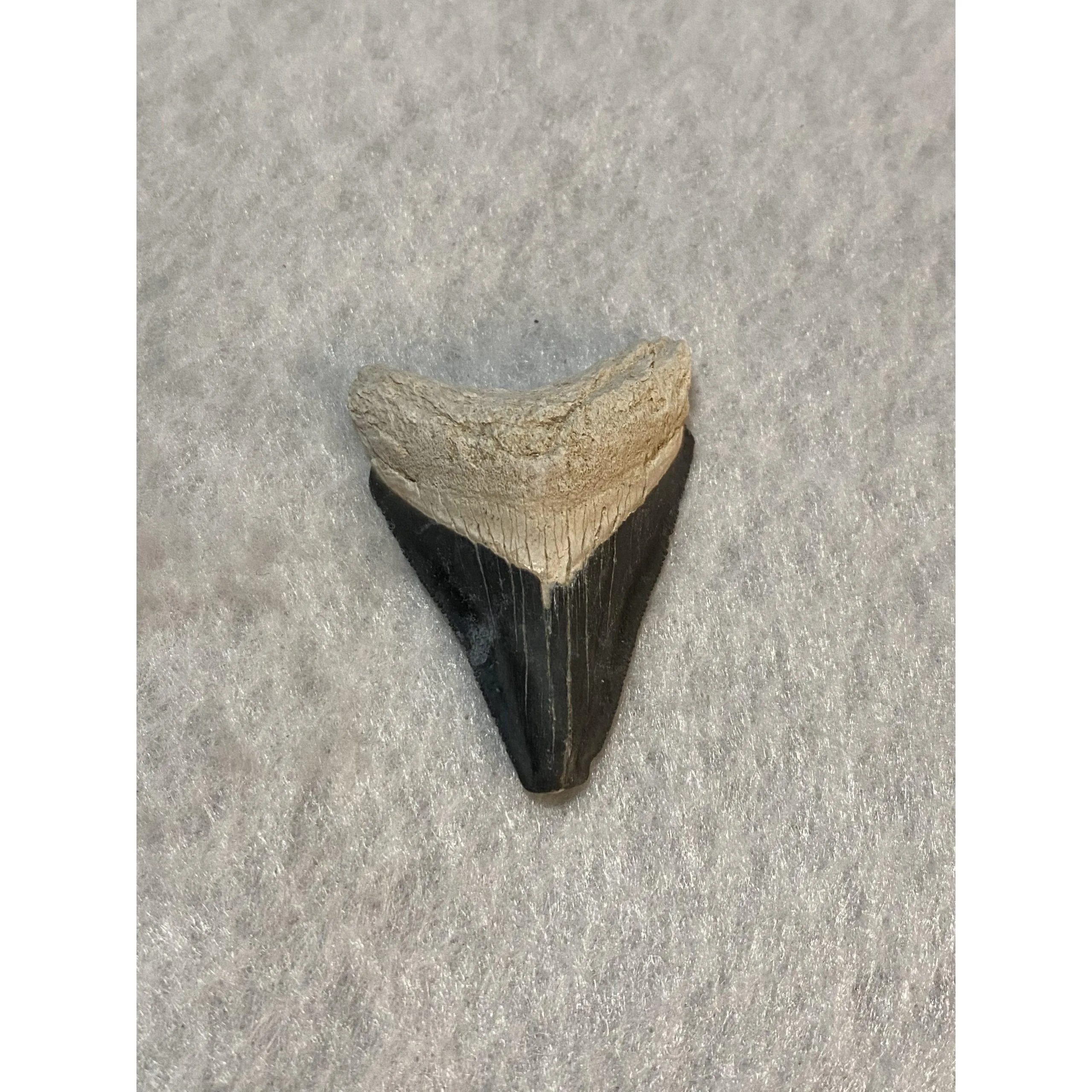 Megalodon Tooth, Bone Valley, Florida, 2.02 inch Prehistoric Online