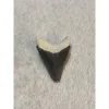Megalodon Tooth  Bone Valley, Florida 2.02 inch Prehistoric Online