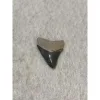 Megalodon Tooth  Bone Valley, Florida 1.15 inch Prehistoric Online