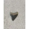 Megalodon Tooth, Bone Valley, Florida, 1.15 inch Prehistoric Online