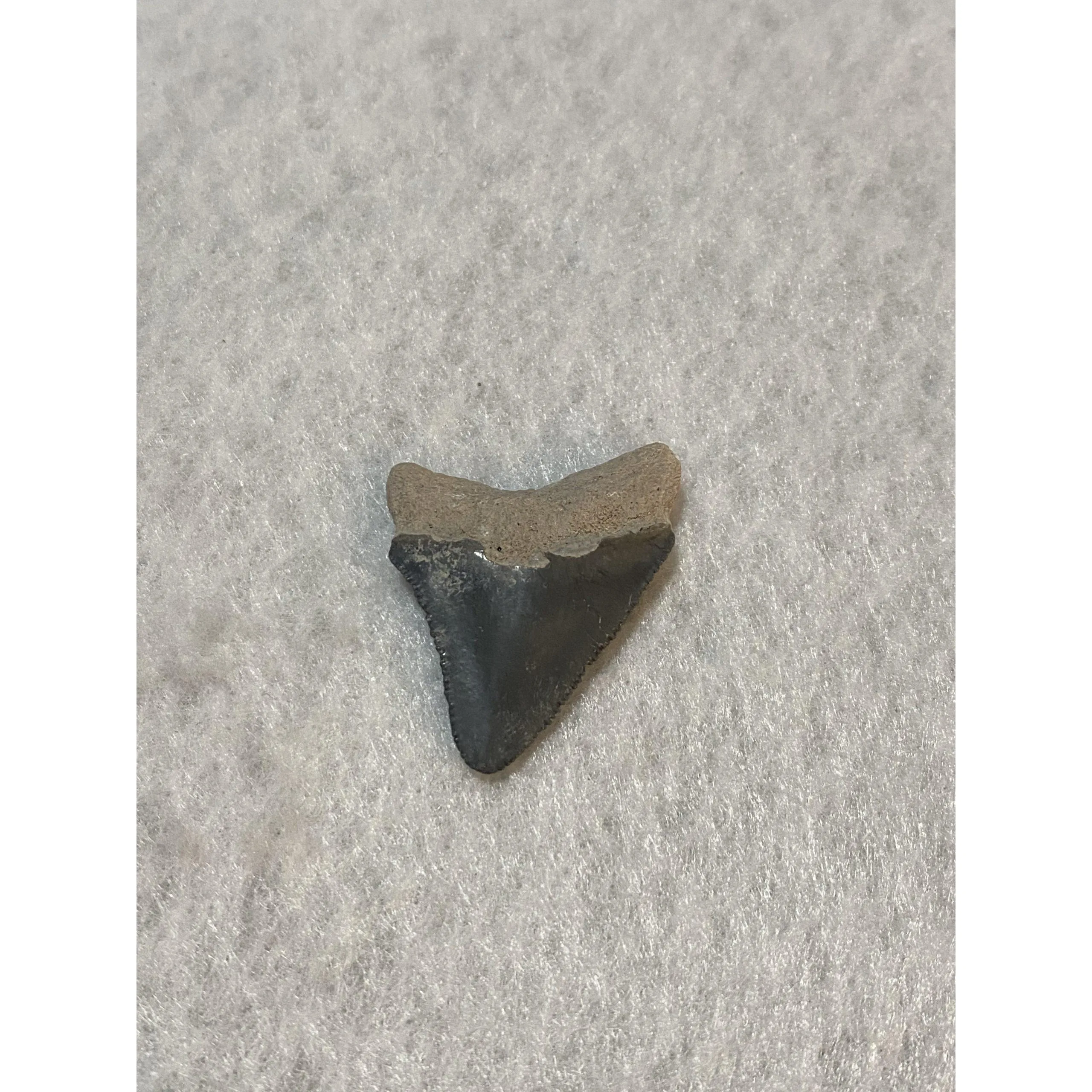 Megalodon Tooth, Bone Valley, Florida, 1.15 inch Prehistoric Online