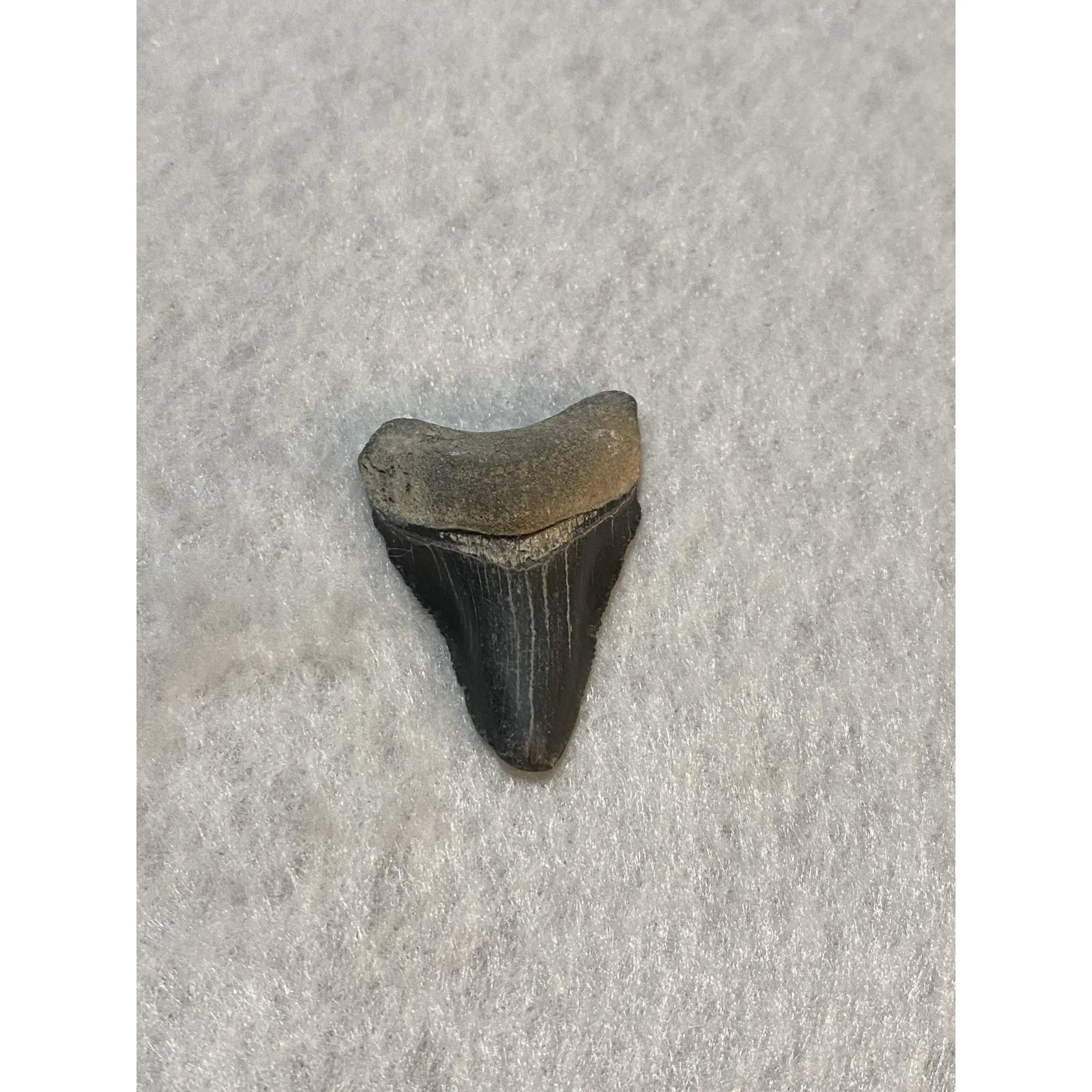 Megalodon Tooth, Bone Valley, Florida, 1.55 inch Prehistoric Online