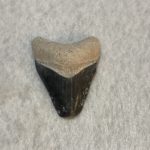 Megalodon Tooth, Bone Valley, Florida, 2.10 inch Prehistoric Online