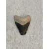 Megalodon Tooth  Bone Valley, Florida 2.10 inch Prehistoric Online