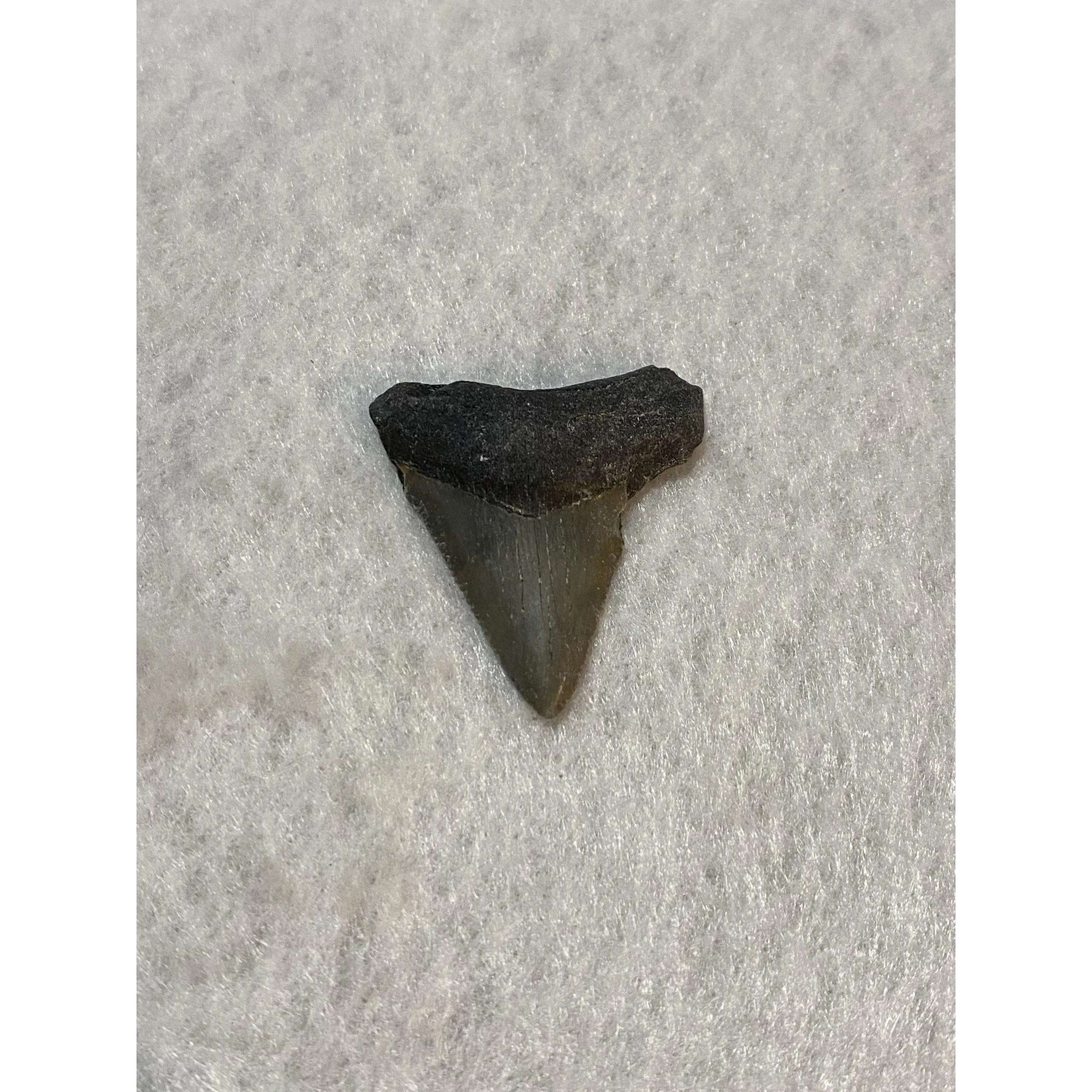 Megalodon Tooth, Bone Valley, Florida, 1.10 inch Prehistoric Online