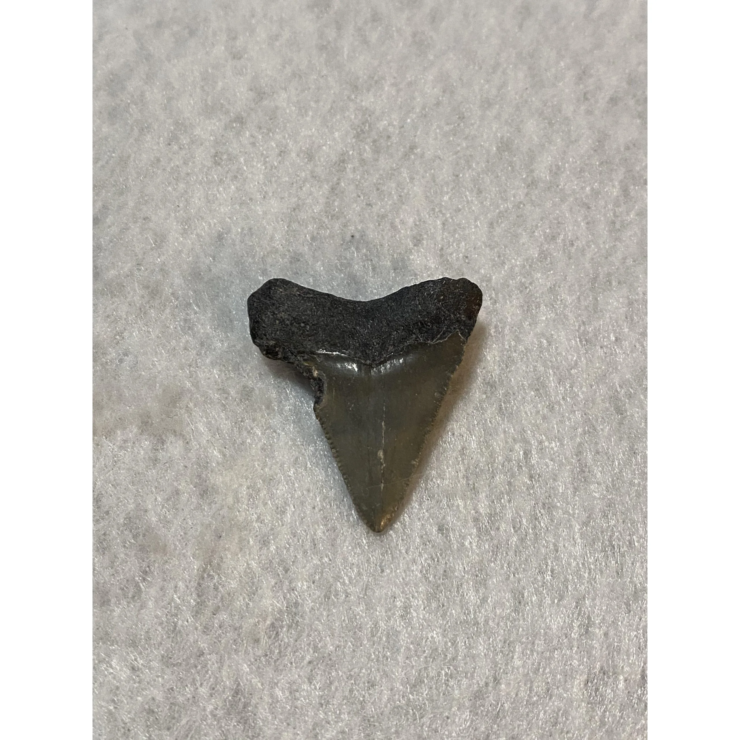 Megalodon Tooth  Bone Valley, Florida 1.10 inch Prehistoric Online