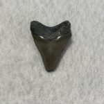 Megalodon Tooth, Bone Valley, Florida, 1.76 inch Prehistoric Online