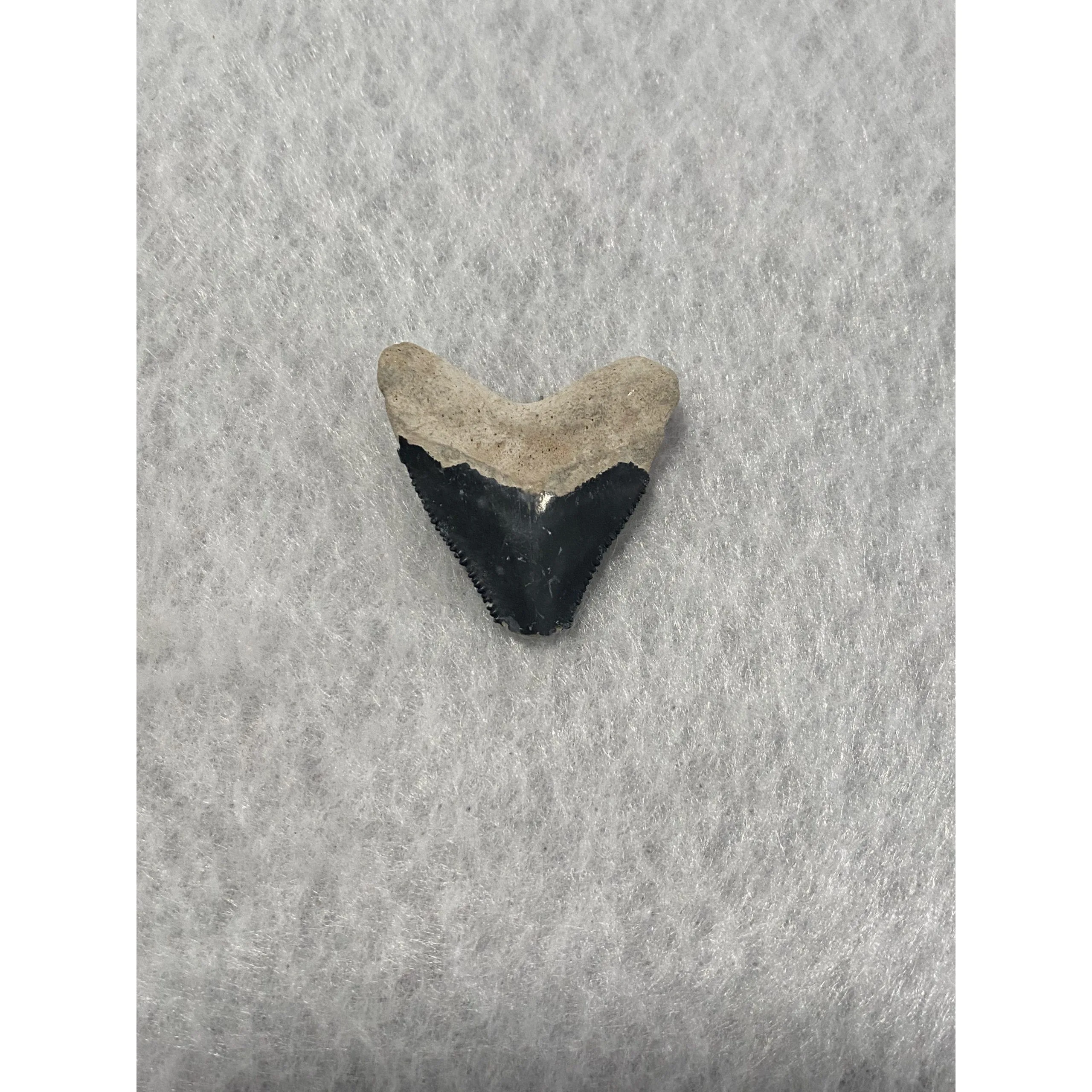 Megalodon Tooth, Bone Valley, Florida,1.36 inch Prehistoric Online