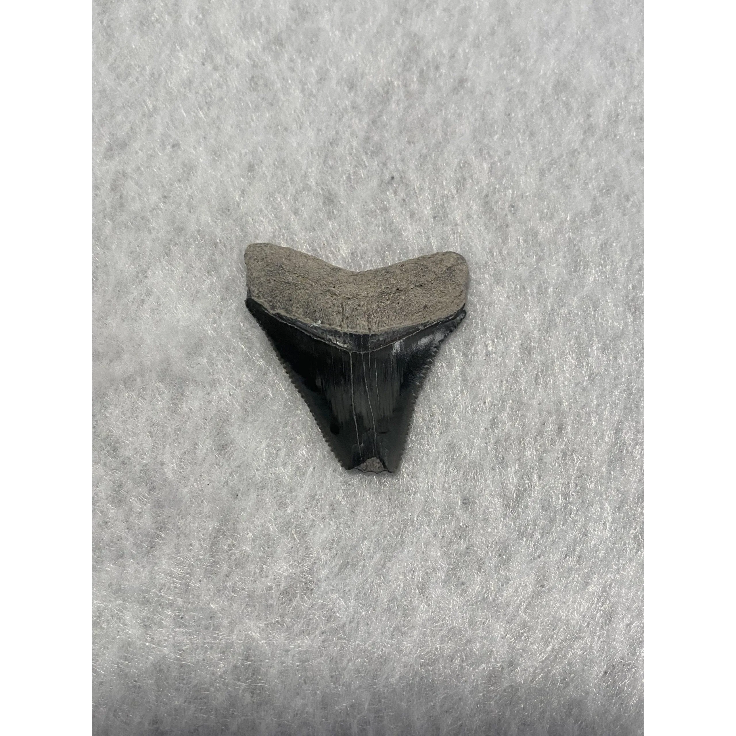 Megalodon Tooth, Bone Valley, Florida,1.56 inch Prehistoric Online