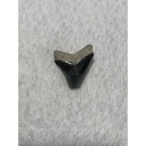 Megalodon Tooth  Bone Valley, Florida 1.56 inch Prehistoric Online