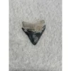 Megalodon Tooth  Bone Valley, Florida 1.80 inch Prehistoric Online