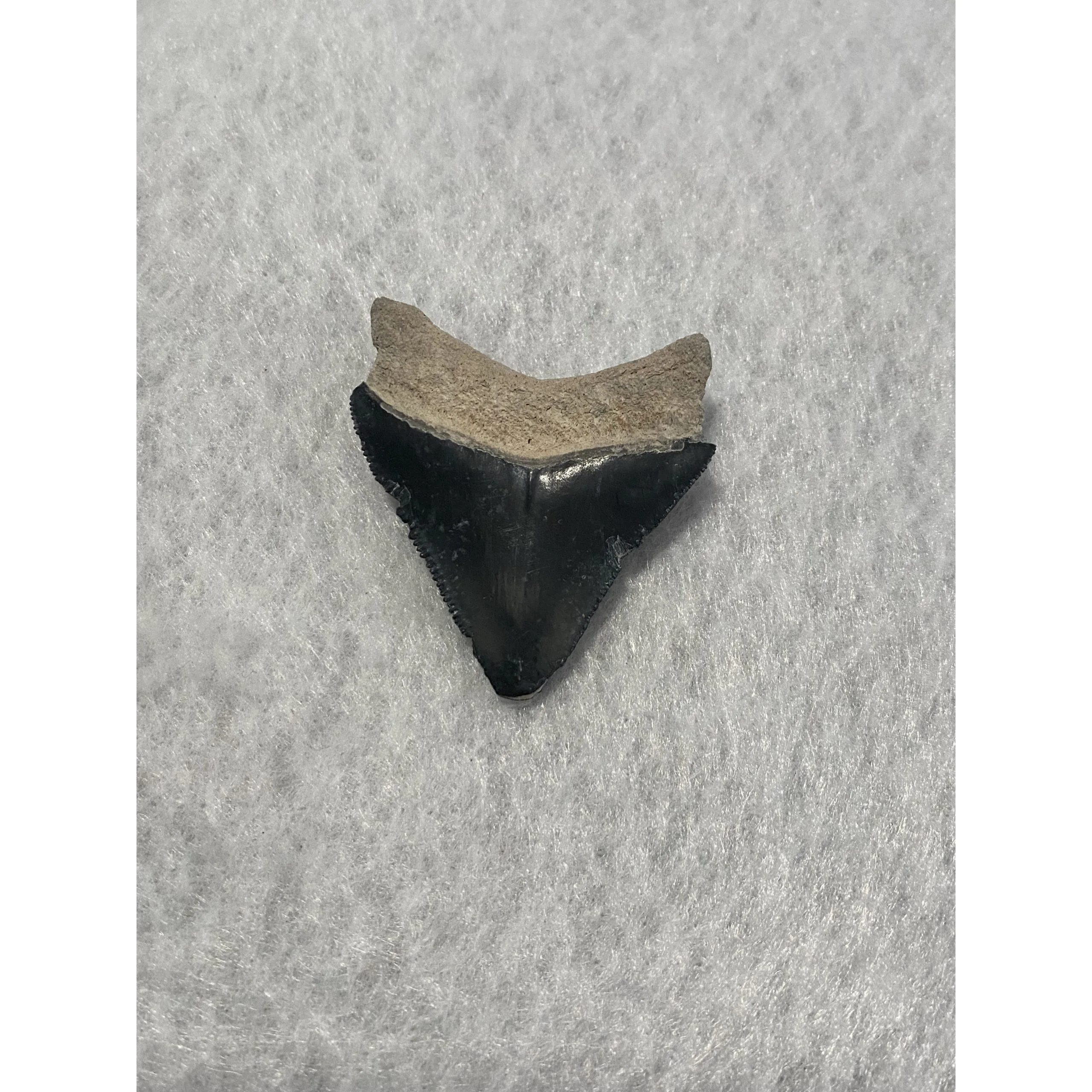 Megalodon Tooth, Bone Valley, Florida,1.80 inch Prehistoric Online