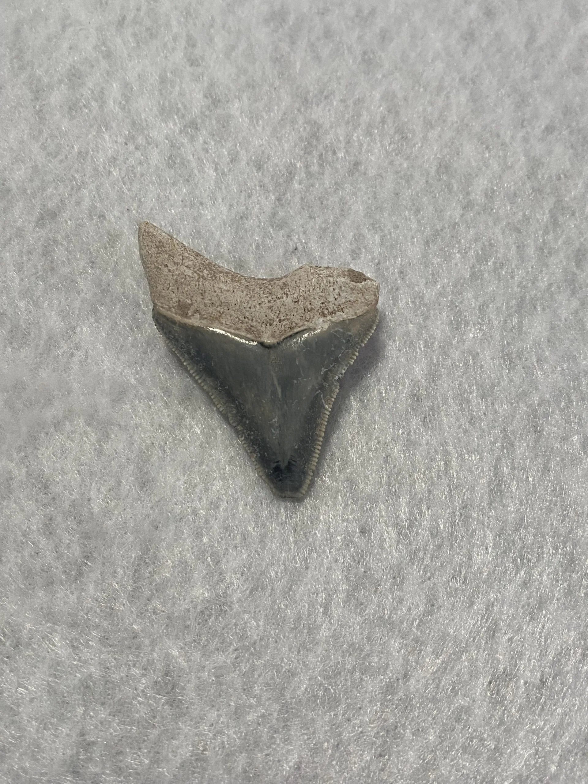 Megalodon Tooth, Bone Valley, Florida, 1.90 inch Prehistoric Online