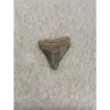 Megalodon Tooth, Bone Valley, Florida, 1.60 inch Prehistoric Online