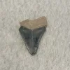 Megalodon Tooth  Bone Valley, Florida 1.90 inch Prehistoric Online