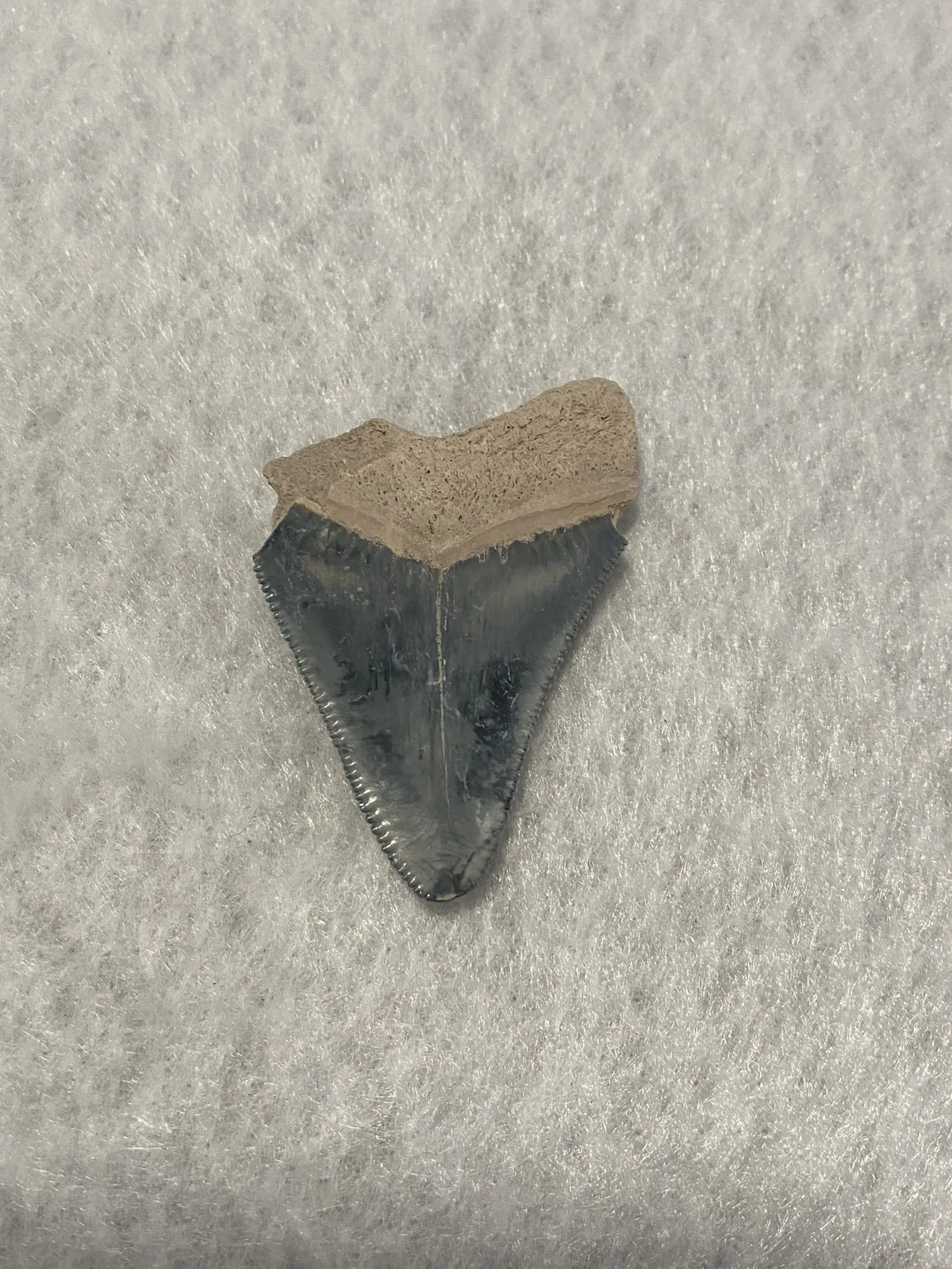 Megalodon Tooth, Bone Valley, Florida, 1.90 inch Prehistoric Online